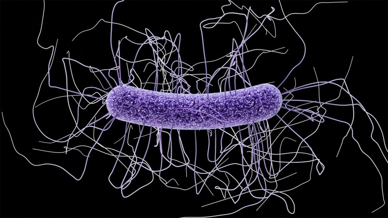 Clostridioides difficile illustration